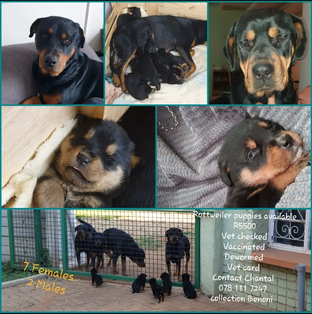 Rottweiler Puppies in East Rand (07/08/2023)