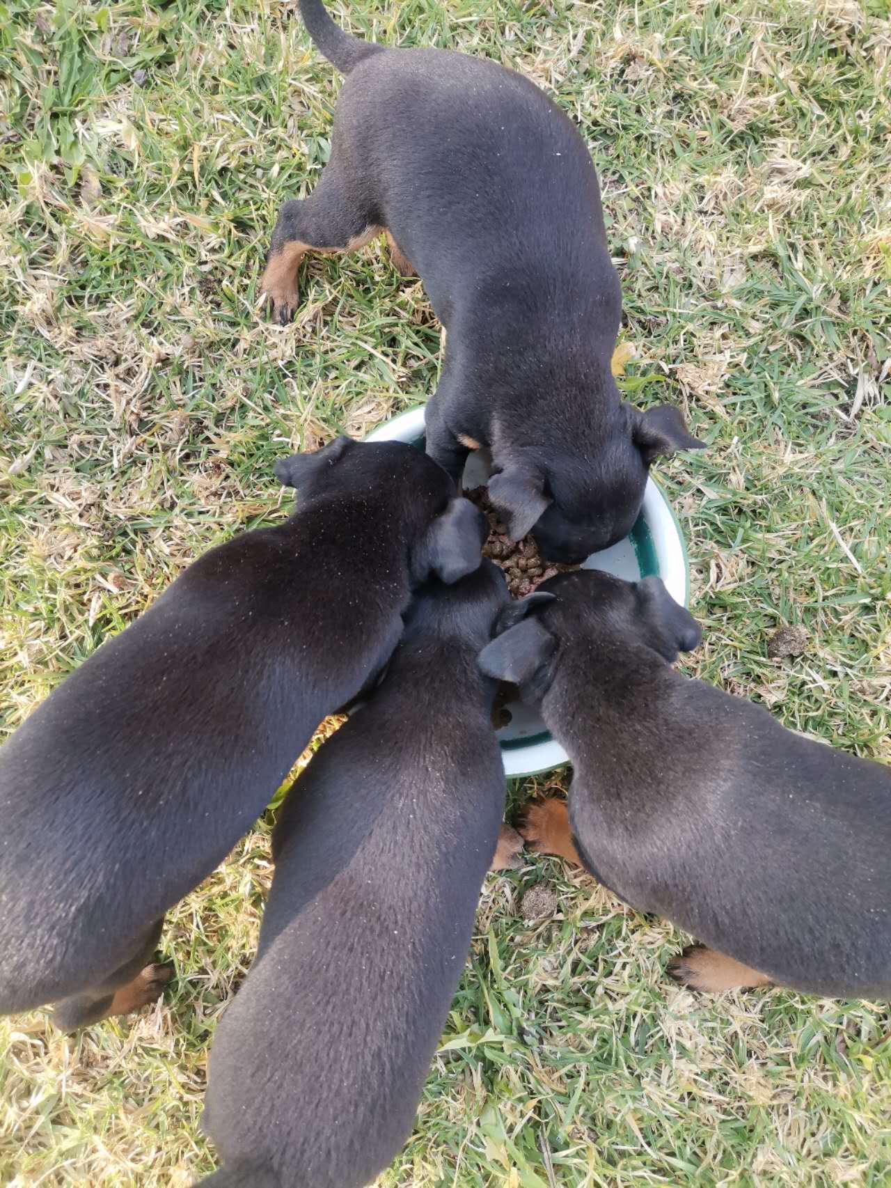 Doberman Pinscher Puppies in Johannesburg (14/09/2023)