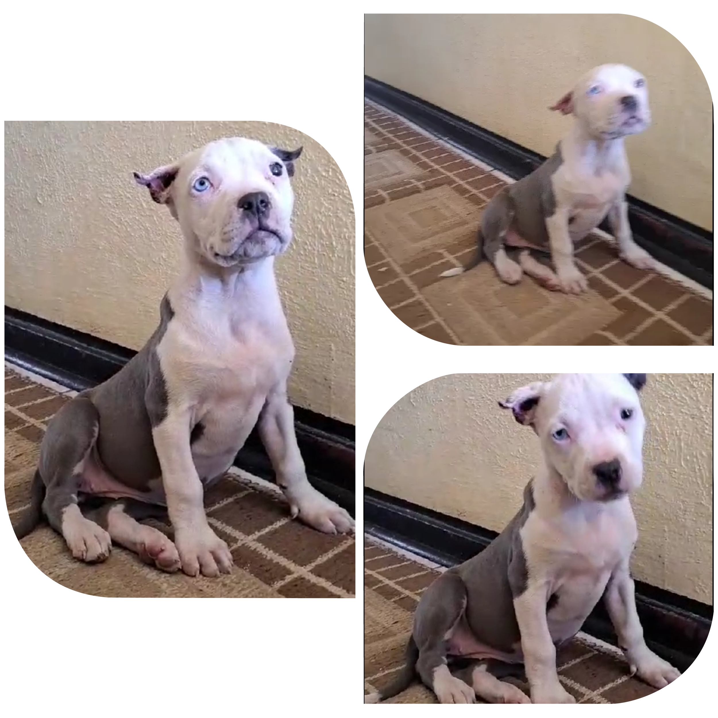 Pitbull Puppies in Johannesburg (22/09/2023)