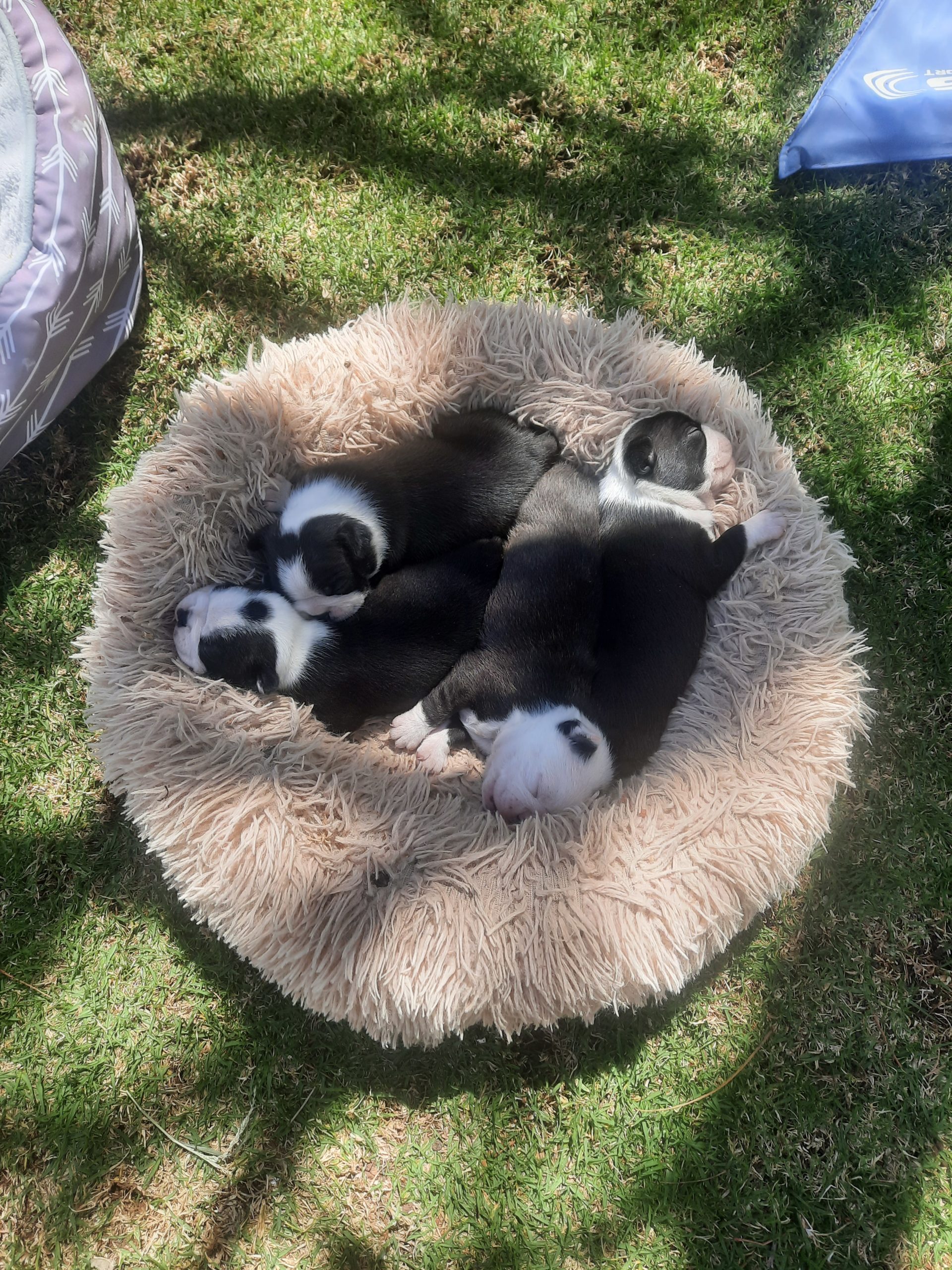 Boston Terrier Puppies in Johannesburg (27/09/2023)