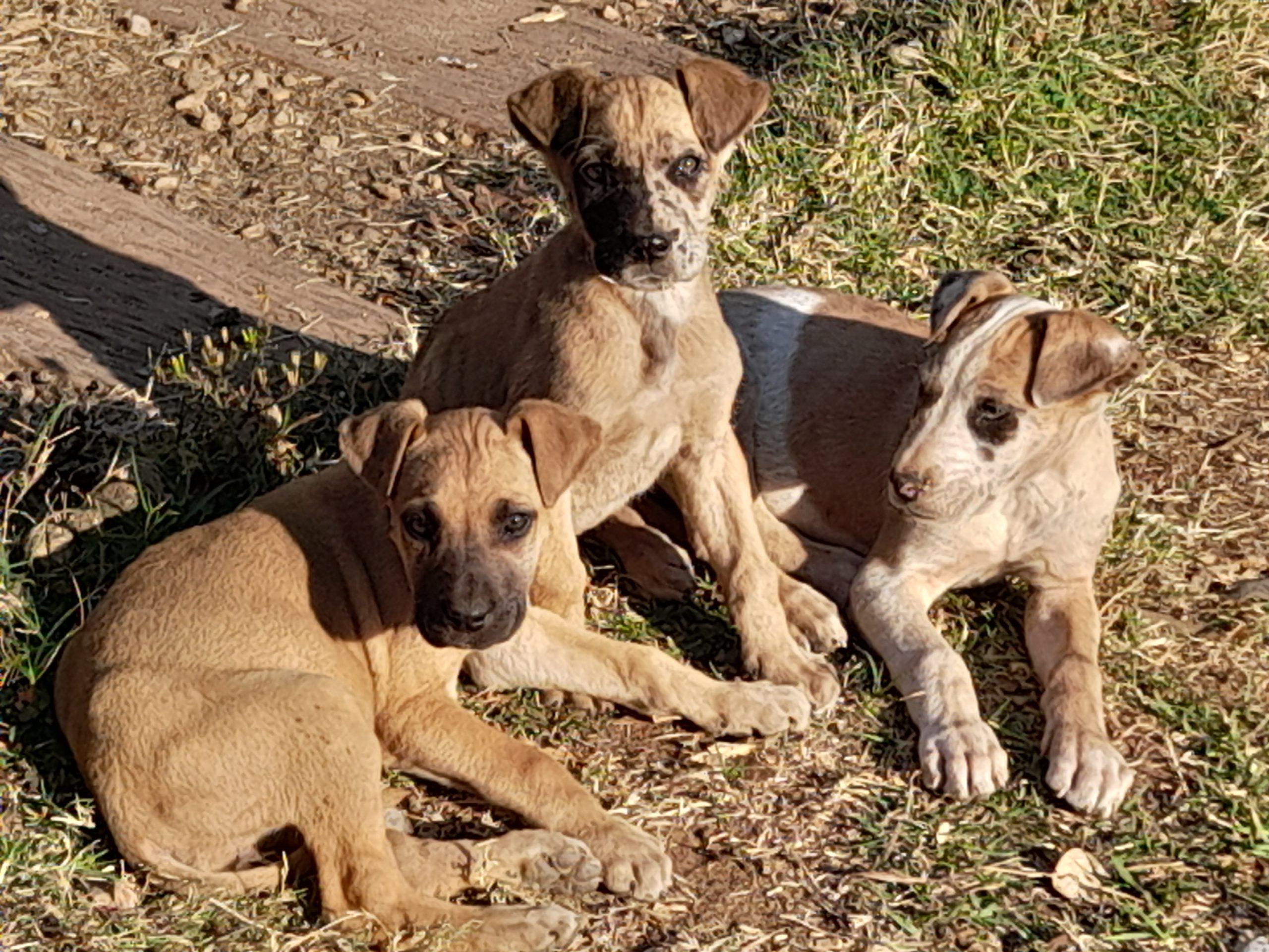 Great Dane Puppies in Johannesburg (01/09/2023)