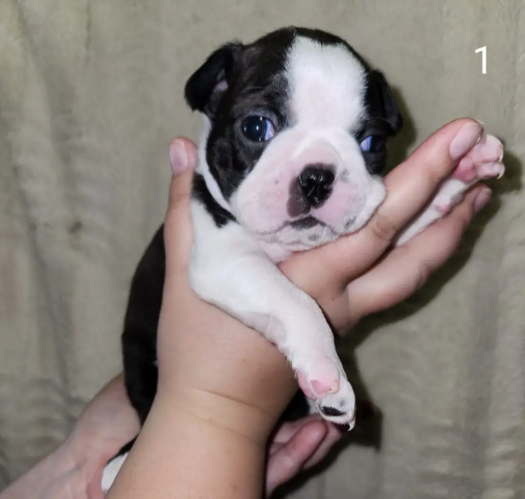 Boston Terrier Puppies in Bloemfontein (01/09/2023)