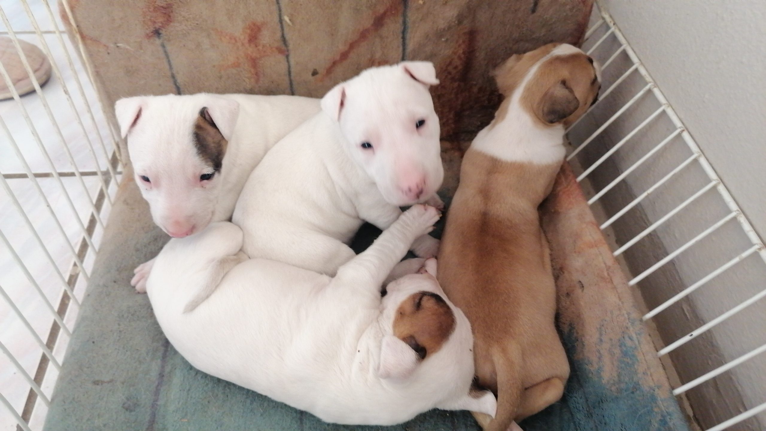 Bull Terrier Puppies in East Rand (10/09/2023)