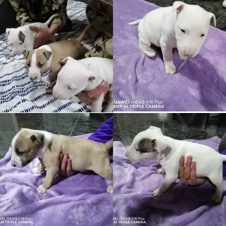Bull Terrier Puppies in East Rand (13/09/2023)