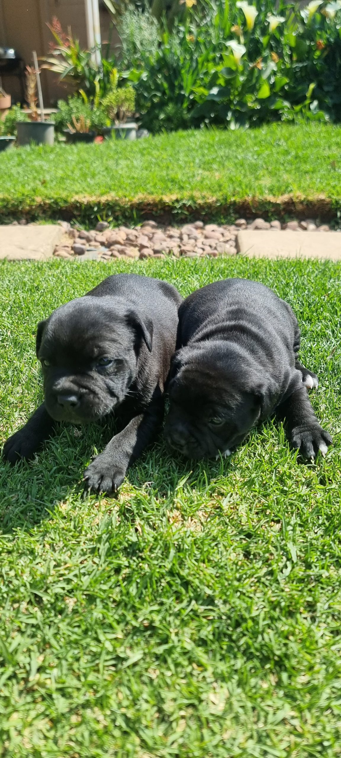 Staffie Puppies in Johannesburg (19/09/2023)