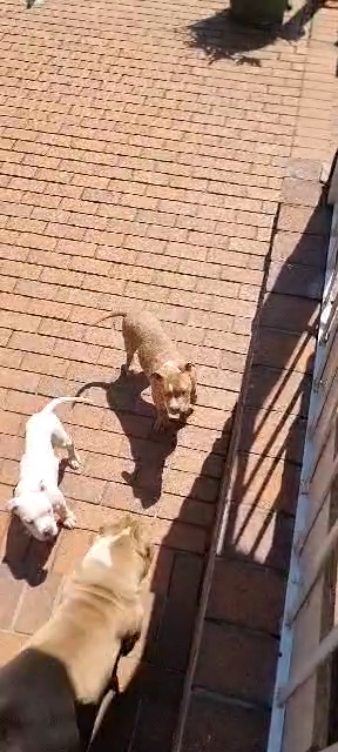 Pitbull Puppies in Vereeniging (22/09/2023)