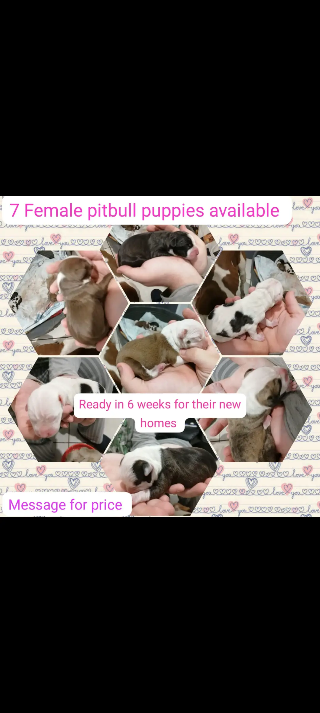 Pitbull Puppies in East Rand (12/09/2023)