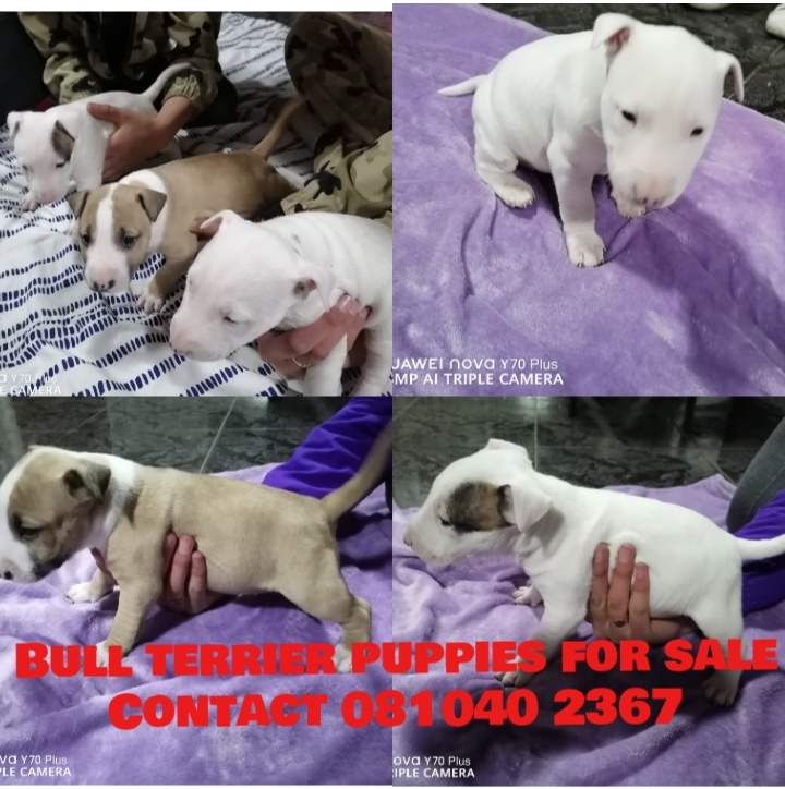 Bull Terrier Puppies in East Rand (15/09/2023)