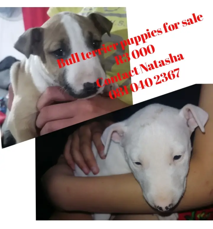Bull Terrier Puppies in East Rand (23/09/2023)