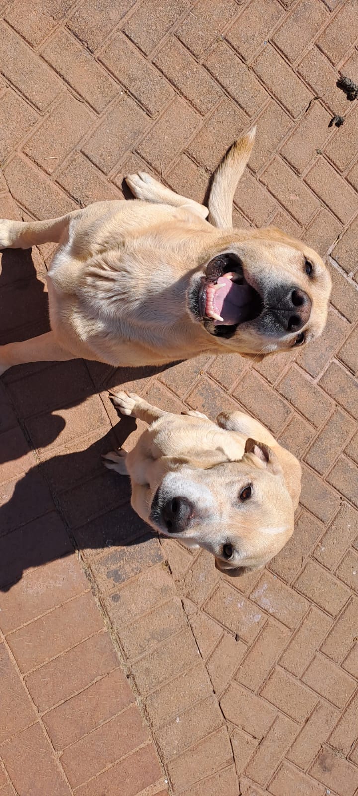 Labrador Puppies in Johannesburg (20/09/2023)