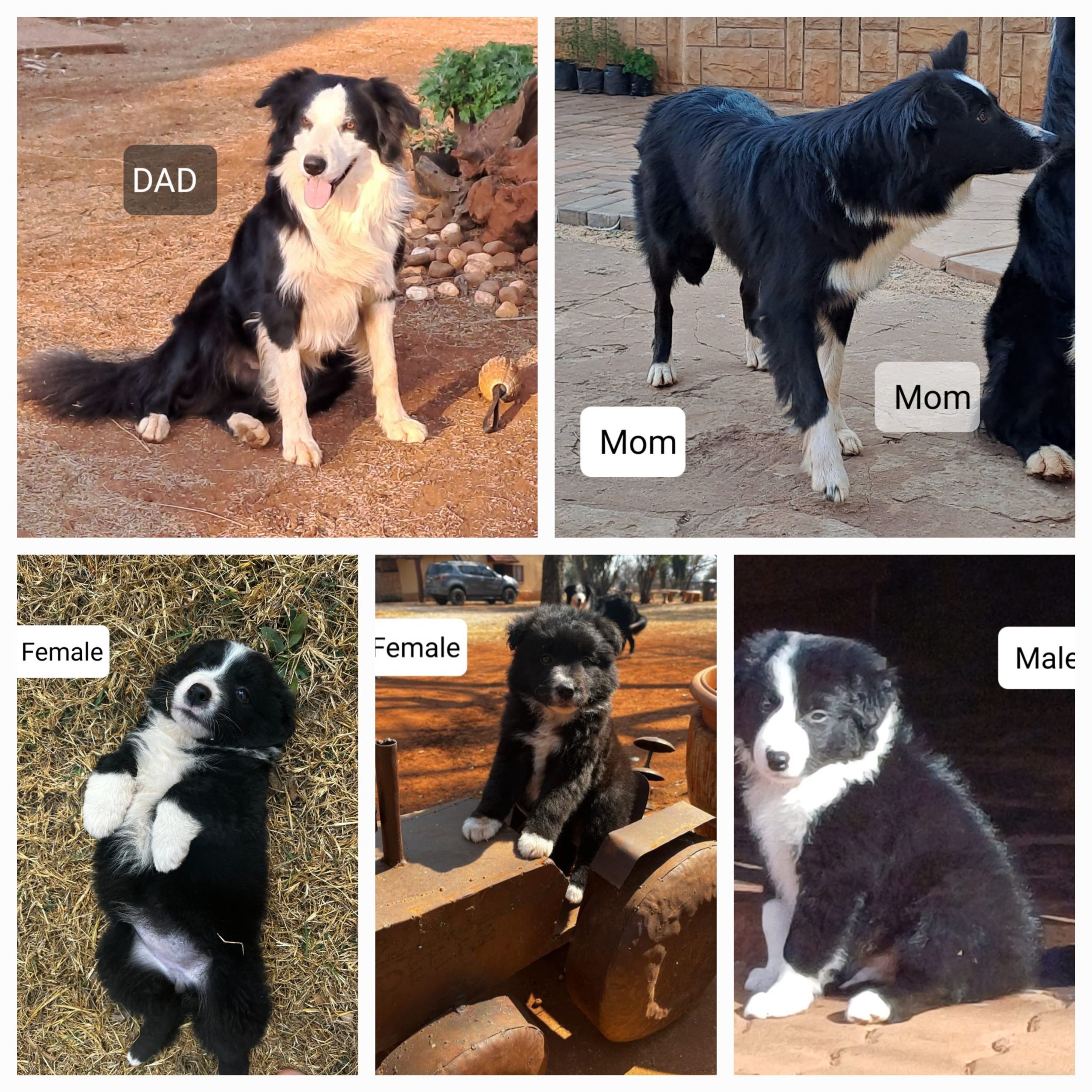 Collie Puppies in Pretoria (02/09/2023)