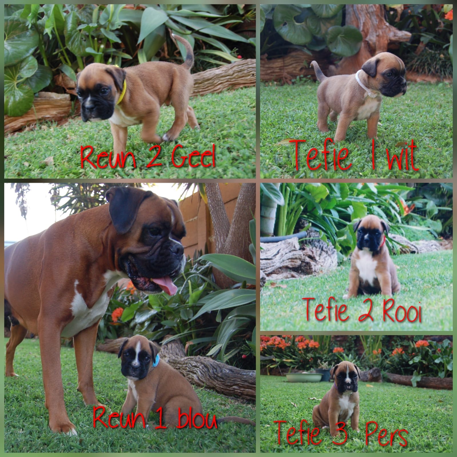 Boxer Puppies in Other (15/09/2023)