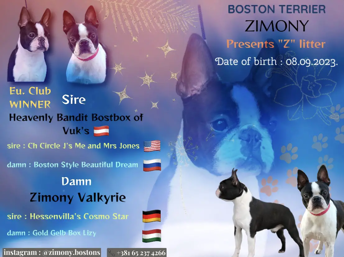 Boston Terrier Puppies in Johannesburg (15/10/2023)
