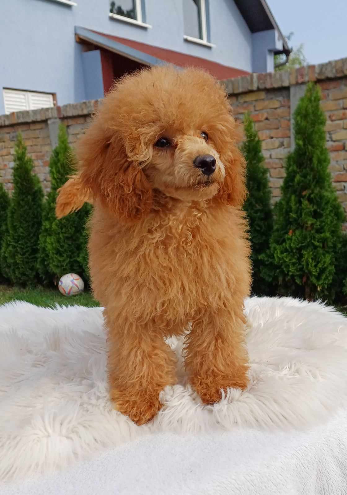 Poodle Puppies in Johannesburg (13/10/2023)