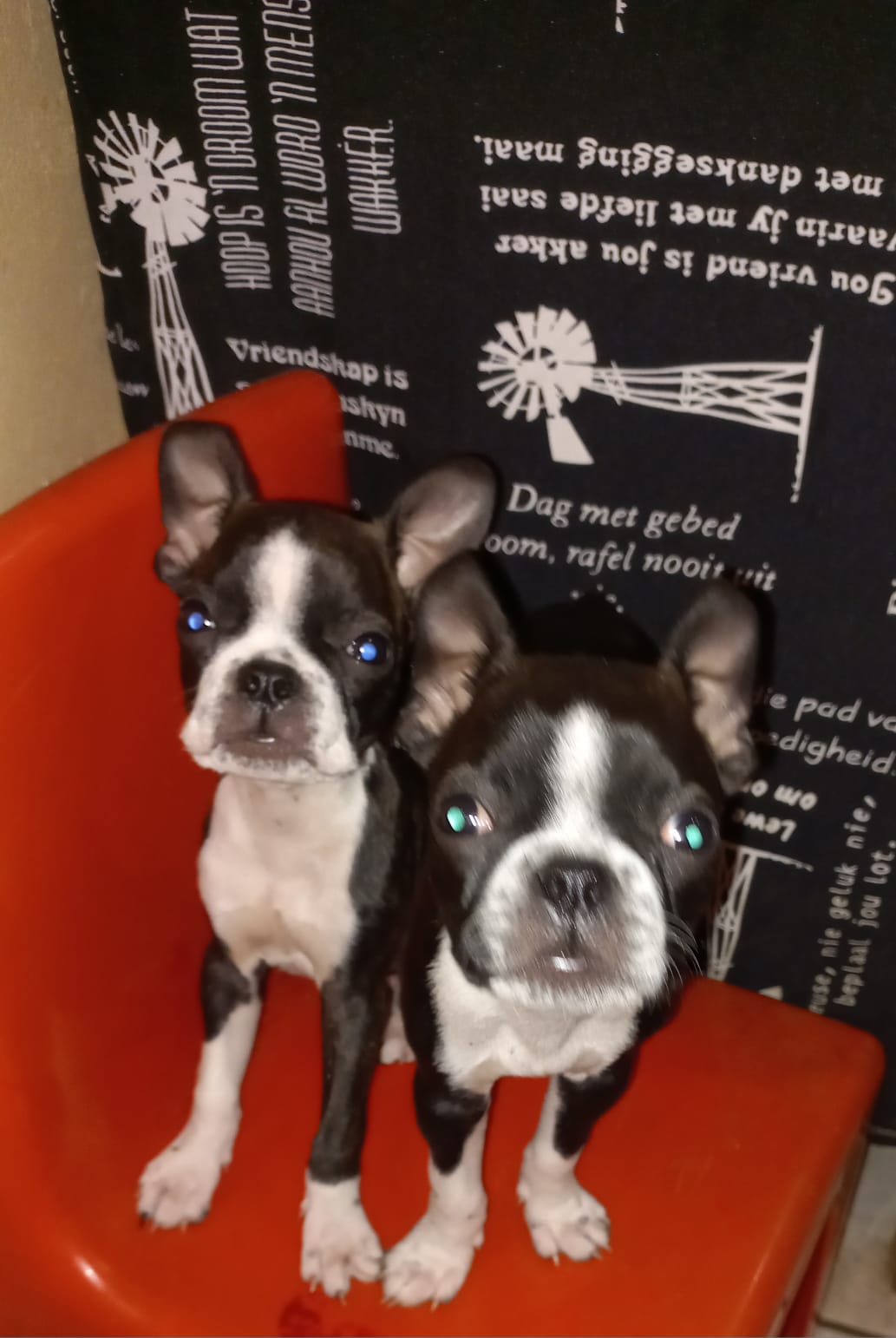 Boston Terrier Puppies in Pretoria (20/10/2023)