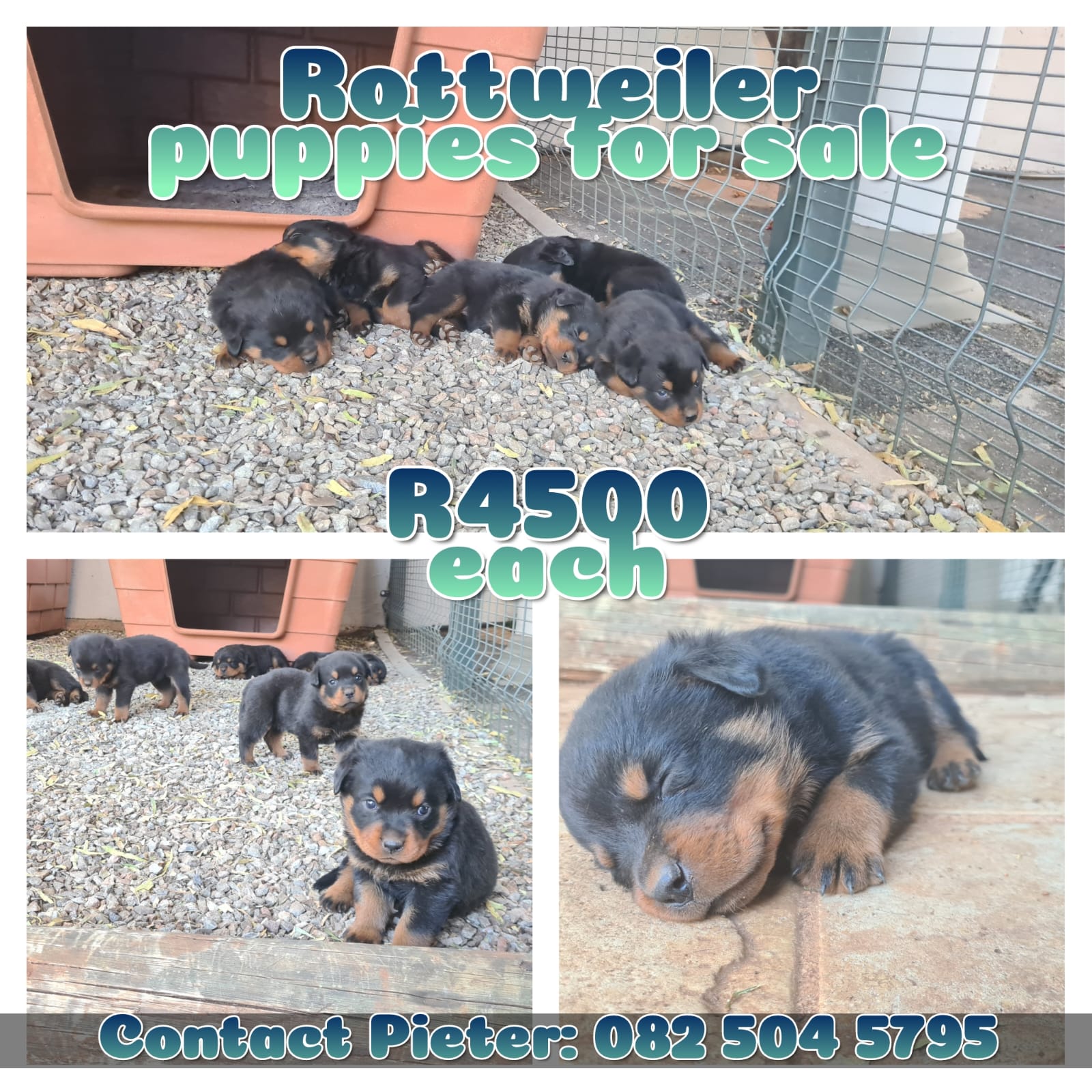 Rottweiler Puppies in Johannesburg (26/10/2023)