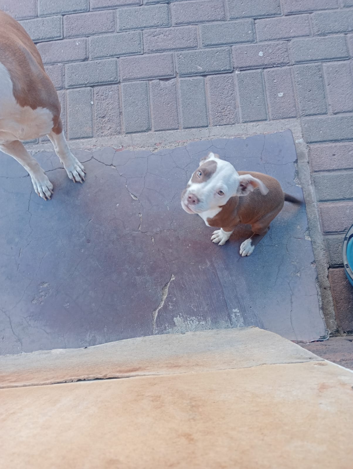 Pitbull Puppies in Johannesburg (28/10/2023)