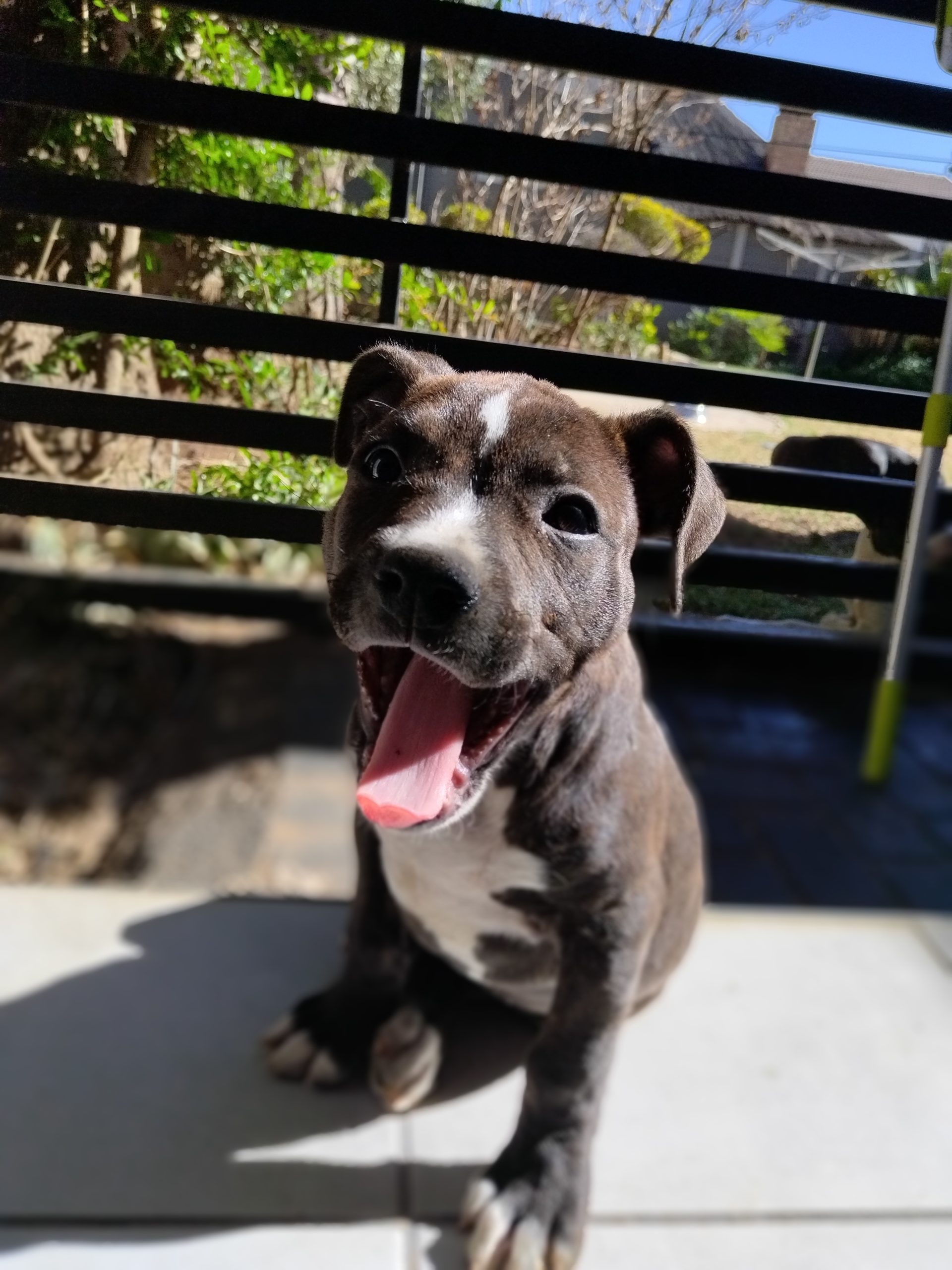 Staffie Puppies in Johannesburg (17/10/2023)