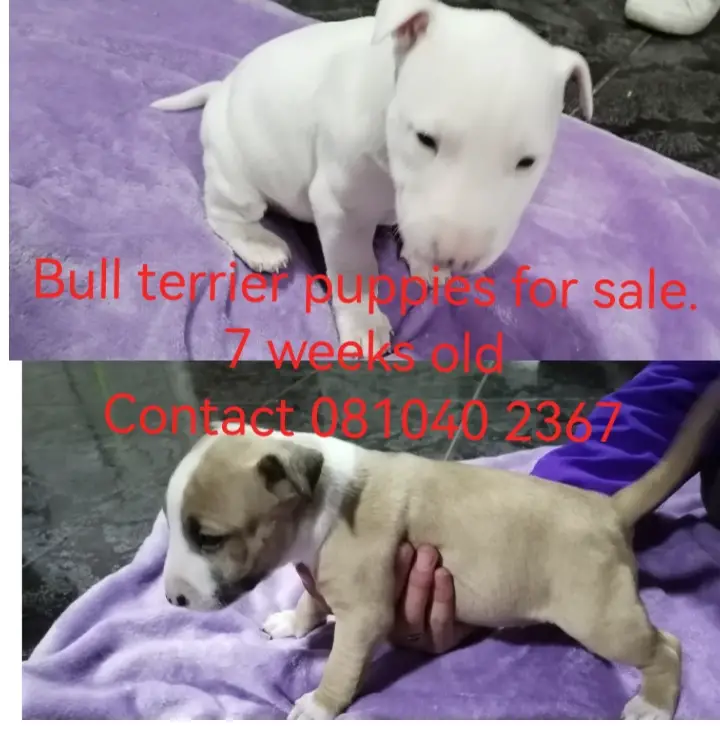 Bull Terrier Puppies in East Rand (02/10/2023)