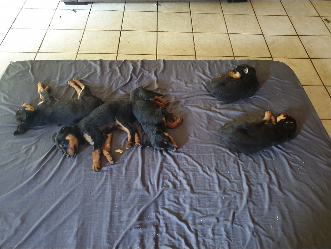 Rottweiler Puppies in East Rand (07/10/2023)
