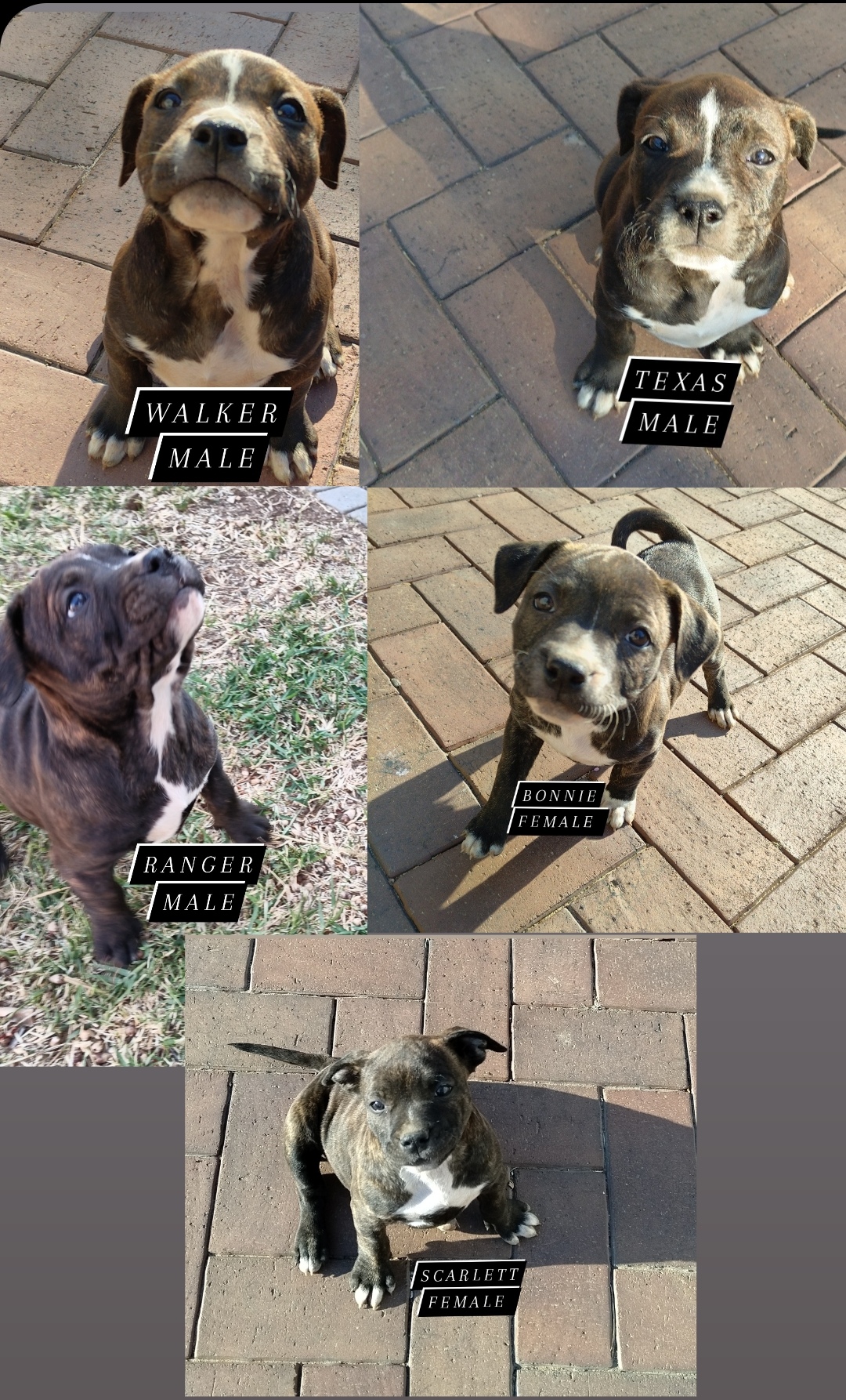 Staffie Puppies in Johannesburg (07/10/2023)