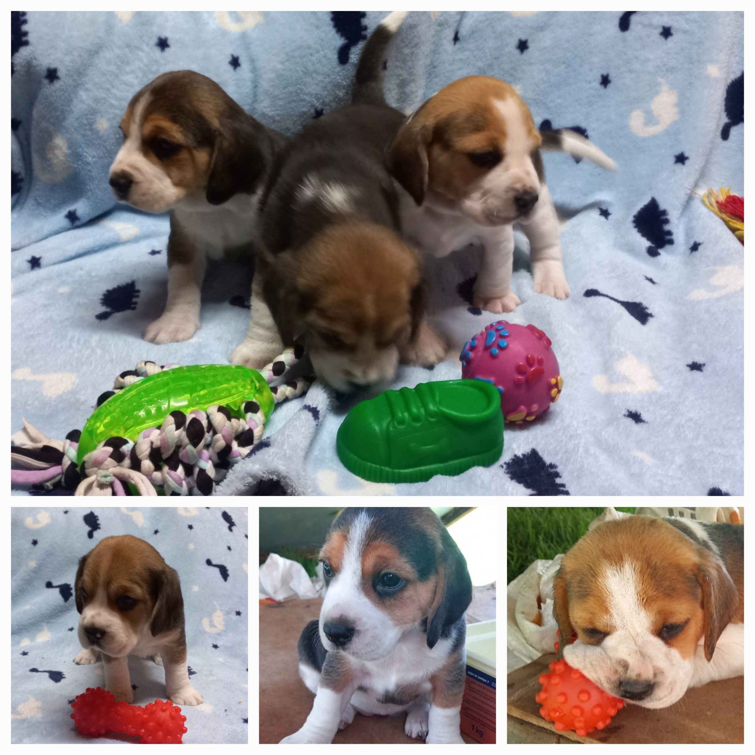 Beagle Puppies in Mpumalanga (23/10/2023)