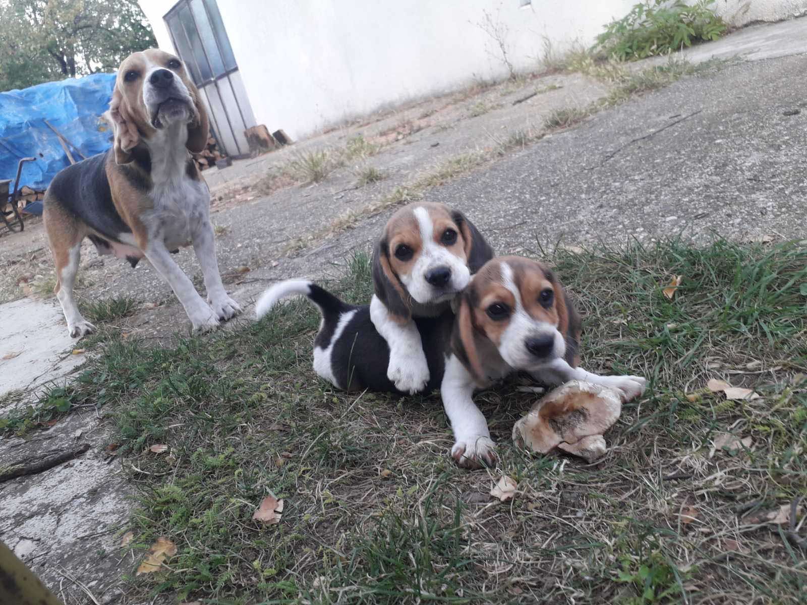 Beagle Puppies in Johannesburg (01/10/2023)
