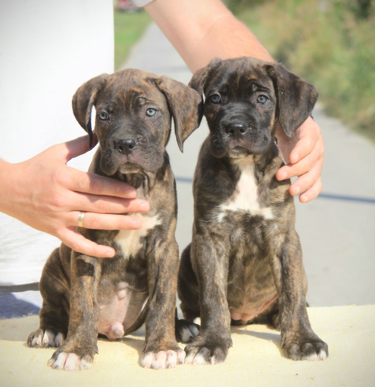Cane Corso Puppies in Johannesburg (04/10/2023)