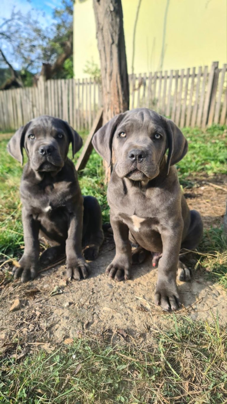 Cane Corso - Puppies For Sale