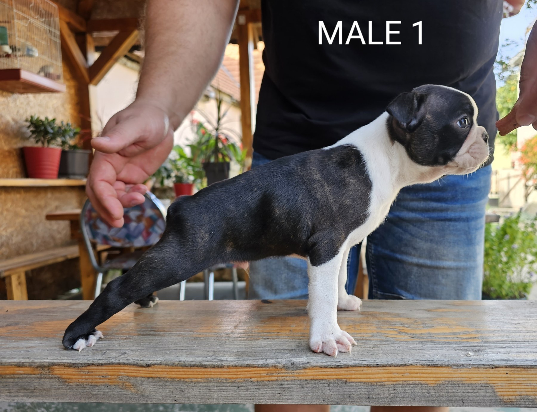 Boston Terrier Puppies in Johannesburg (22/10/2023)