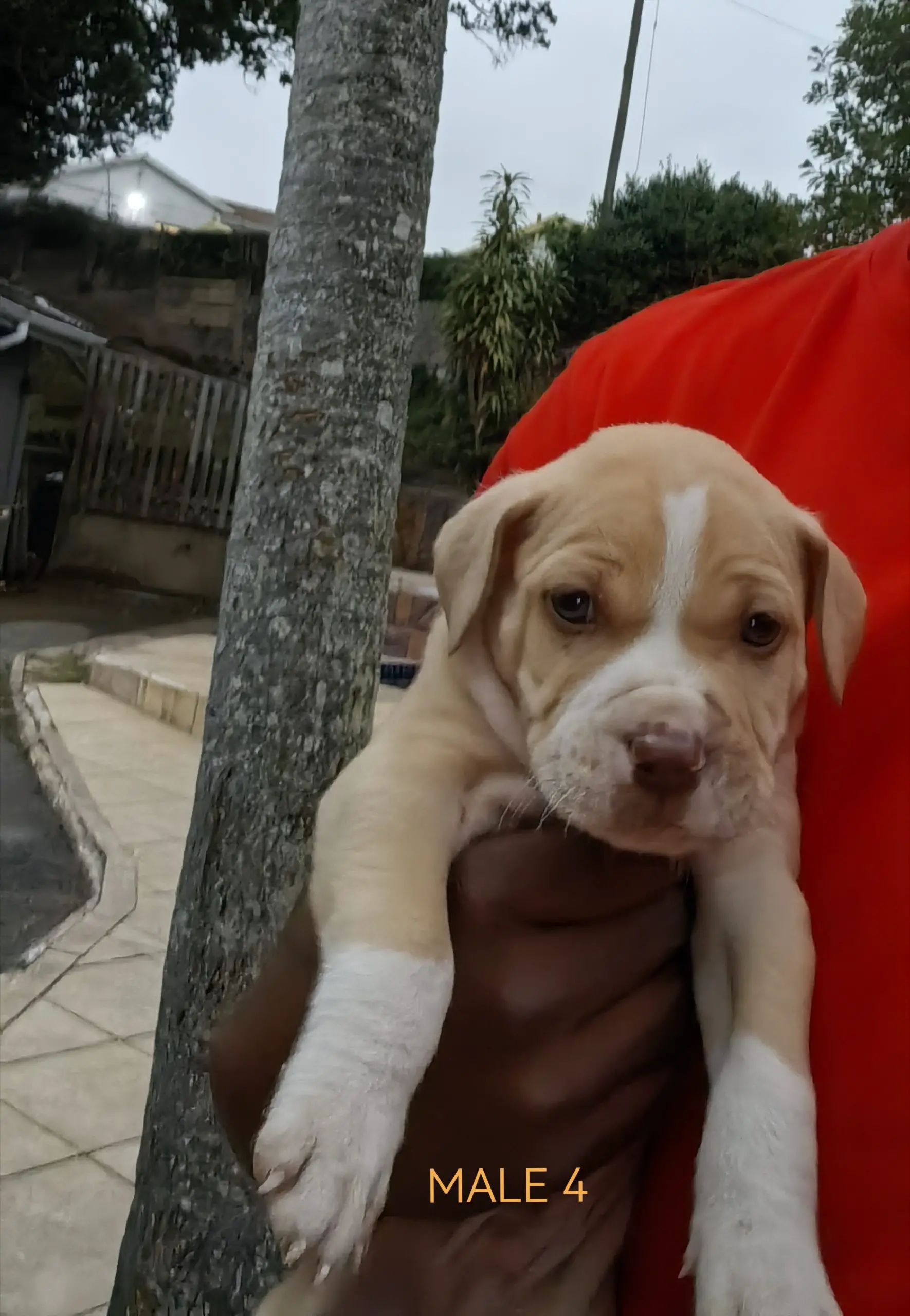 Pitbull Puppies in Kwazulu Natal (13/11/2023)