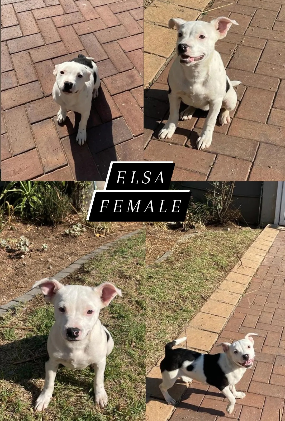 Staffie Puppies in Johannesburg (03/11/2023)