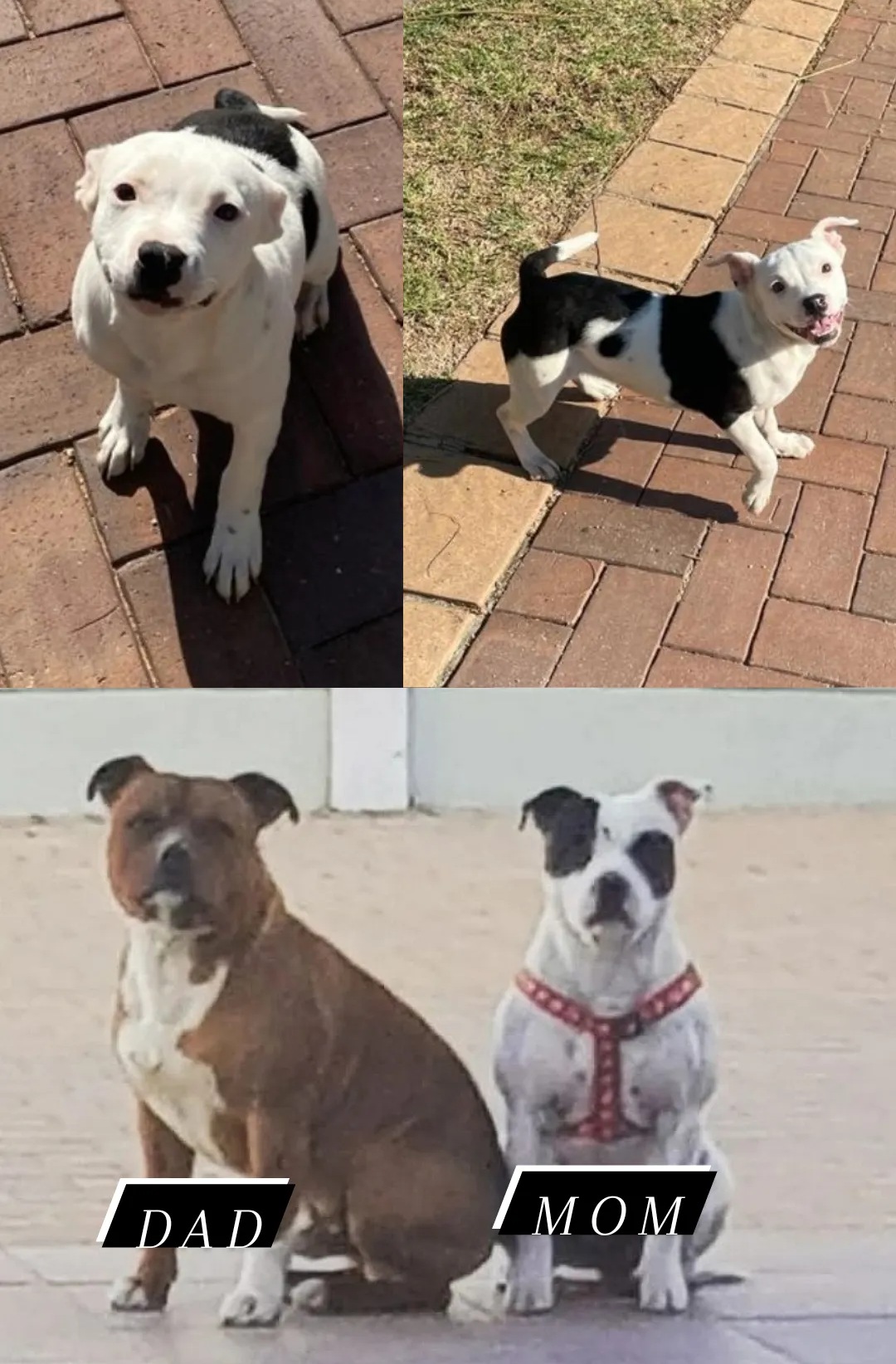 Staffie Puppies in Johannesburg (11/11/2023)