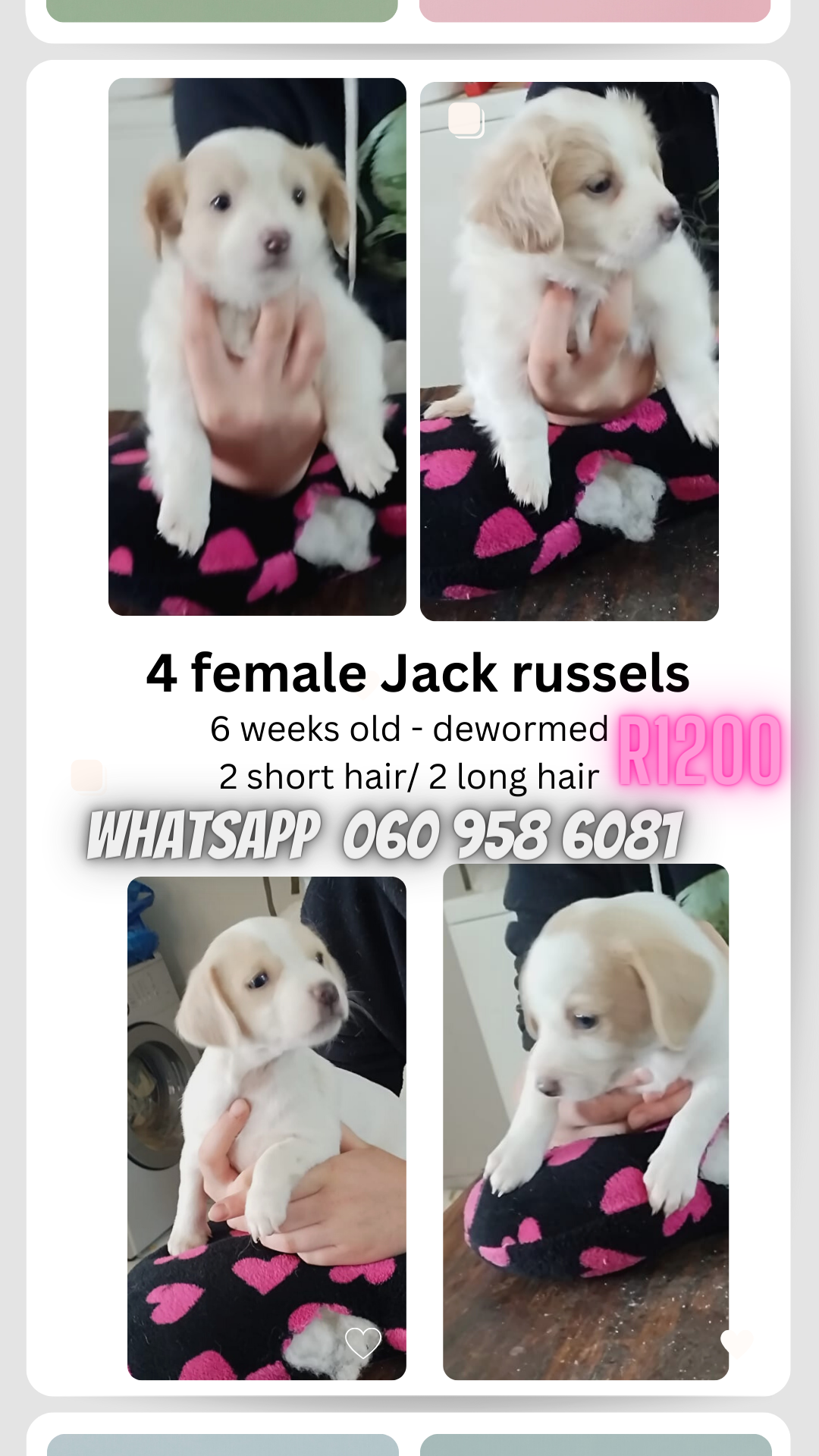 Jack Russell Puppies in Johannesburg (12/11/2023)