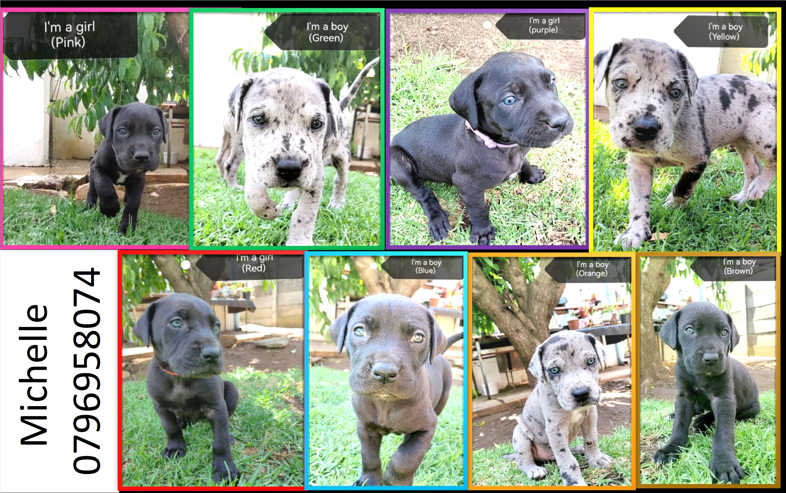 Great Dane Puppies in Other (10/11/2023)