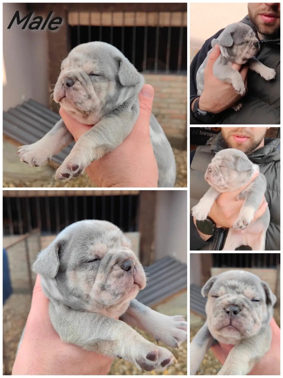 French Bulldog Puppies in Johannesburg (12/11/2023)