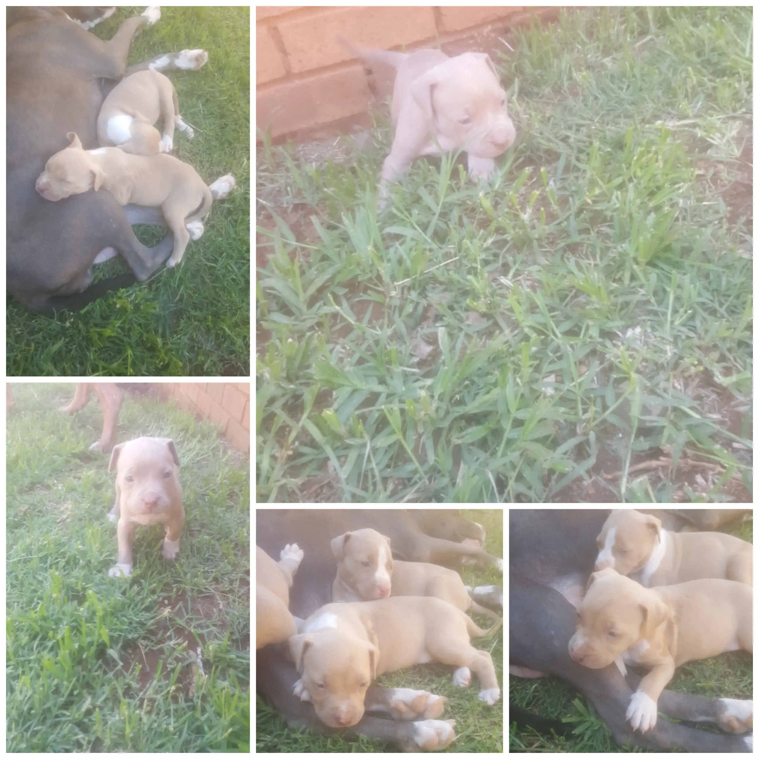 Pitbull Puppies in Johannesburg (22/12/2023)