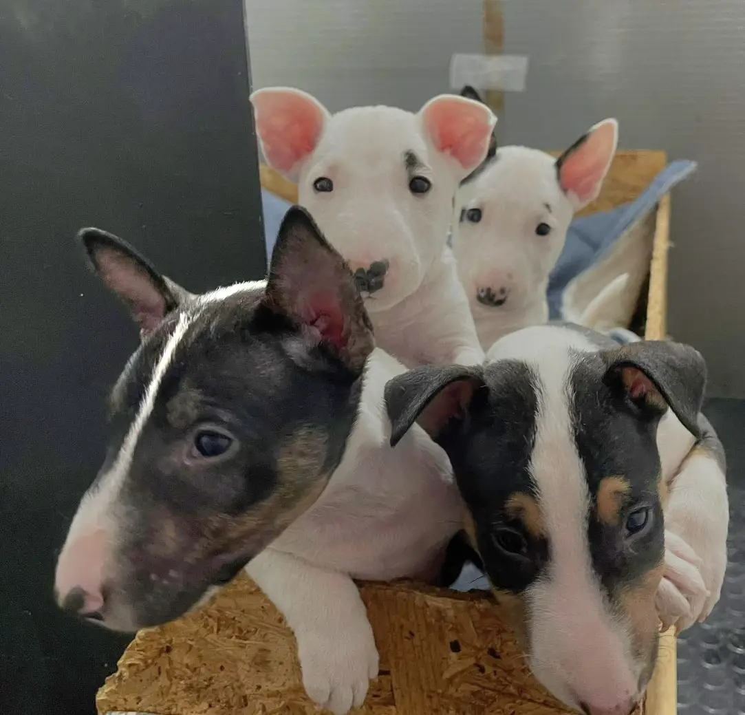 Bull Terrier Puppies in Johannesburg (10/12/2023)