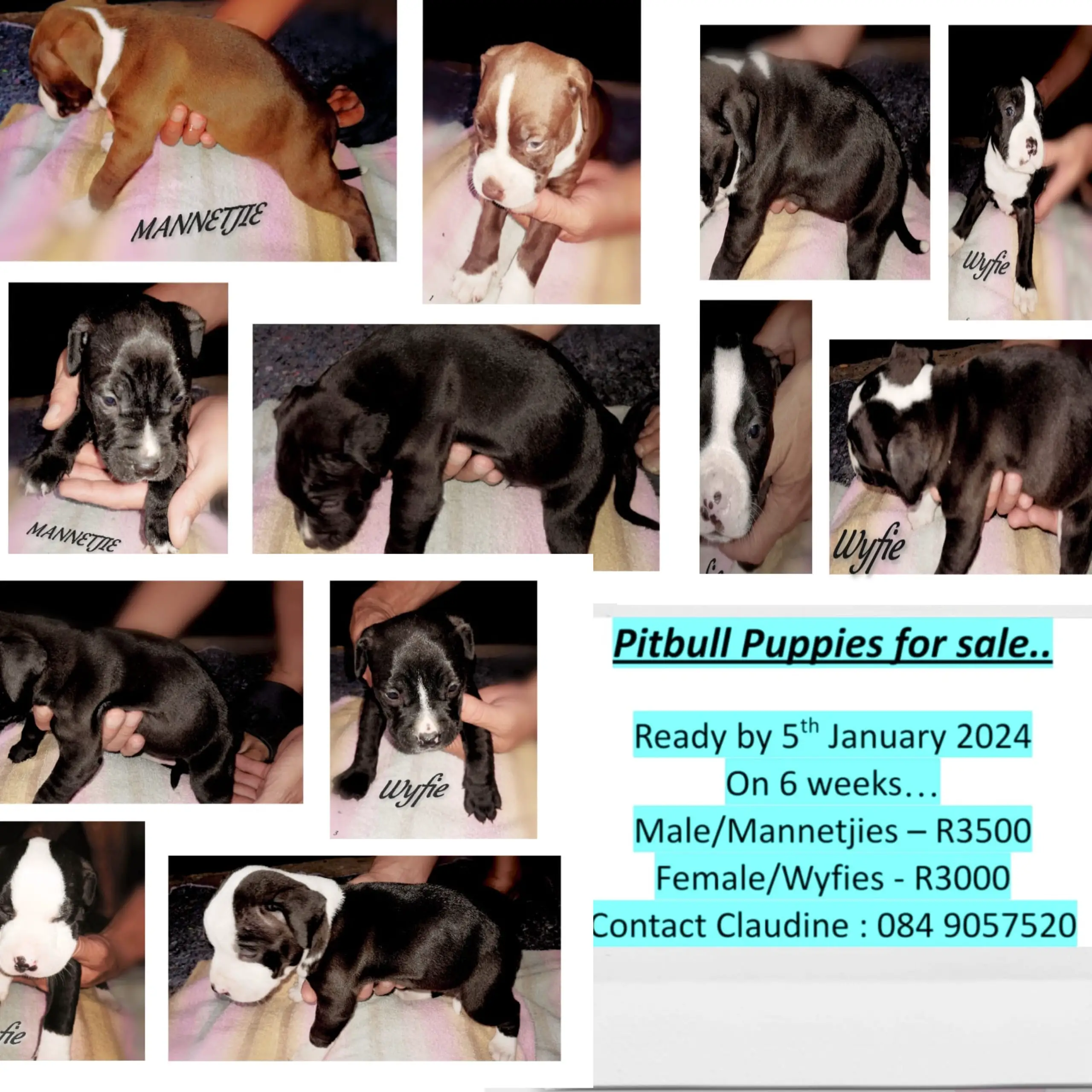 Pitbull Puppies in Johannesburg (28/12/2023)