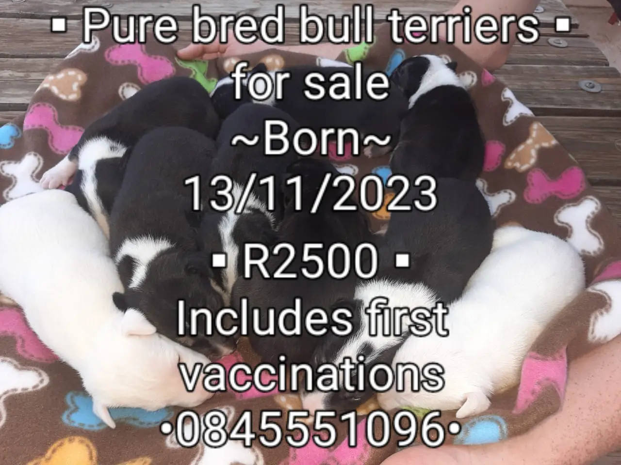 Bull Terrier Puppies in Bloemfontein (04/12/2023)