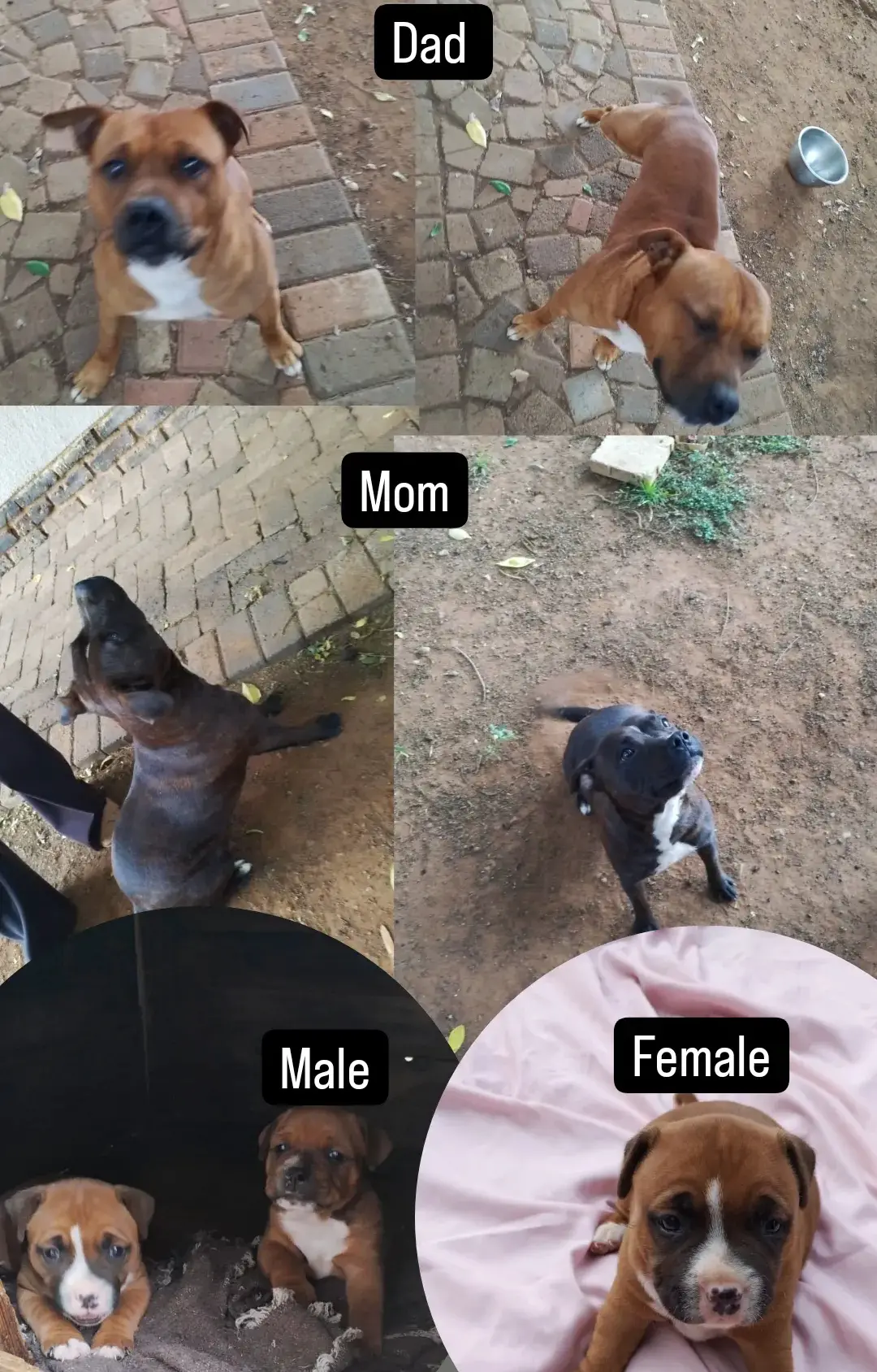 Staffie Puppies in Johannesburg (09/12/2023)