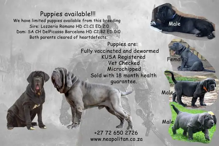 Other Puppies in Pretoria (26/12/2023)