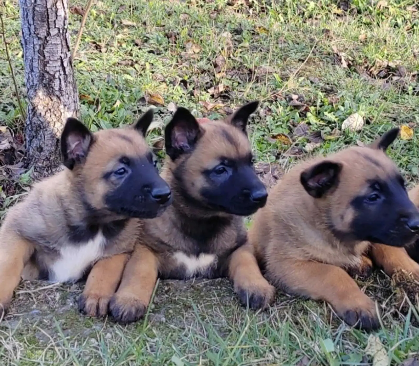 Belgian Malinois Puppies in Johannesburg (05/12/2023)