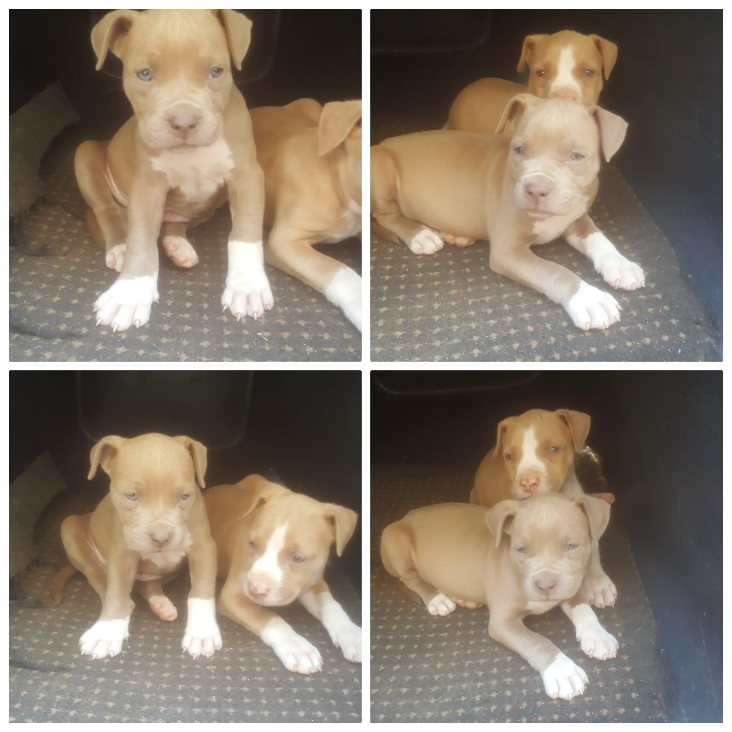 Pitbull Puppies in Johannesburg (04/01/2024)