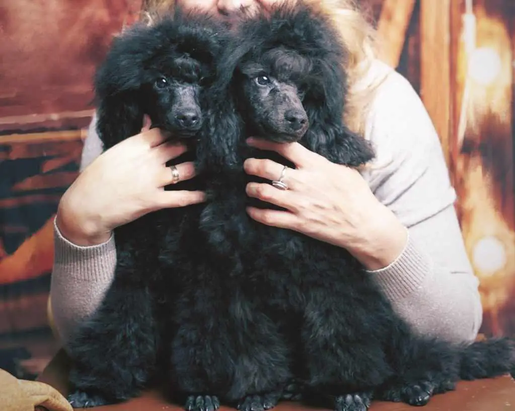 Poodle Puppies in Johannesburg (17/01/2024)