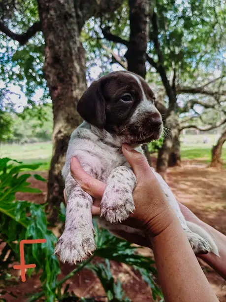 German Pointer Puppies in Other (05/01/2024)