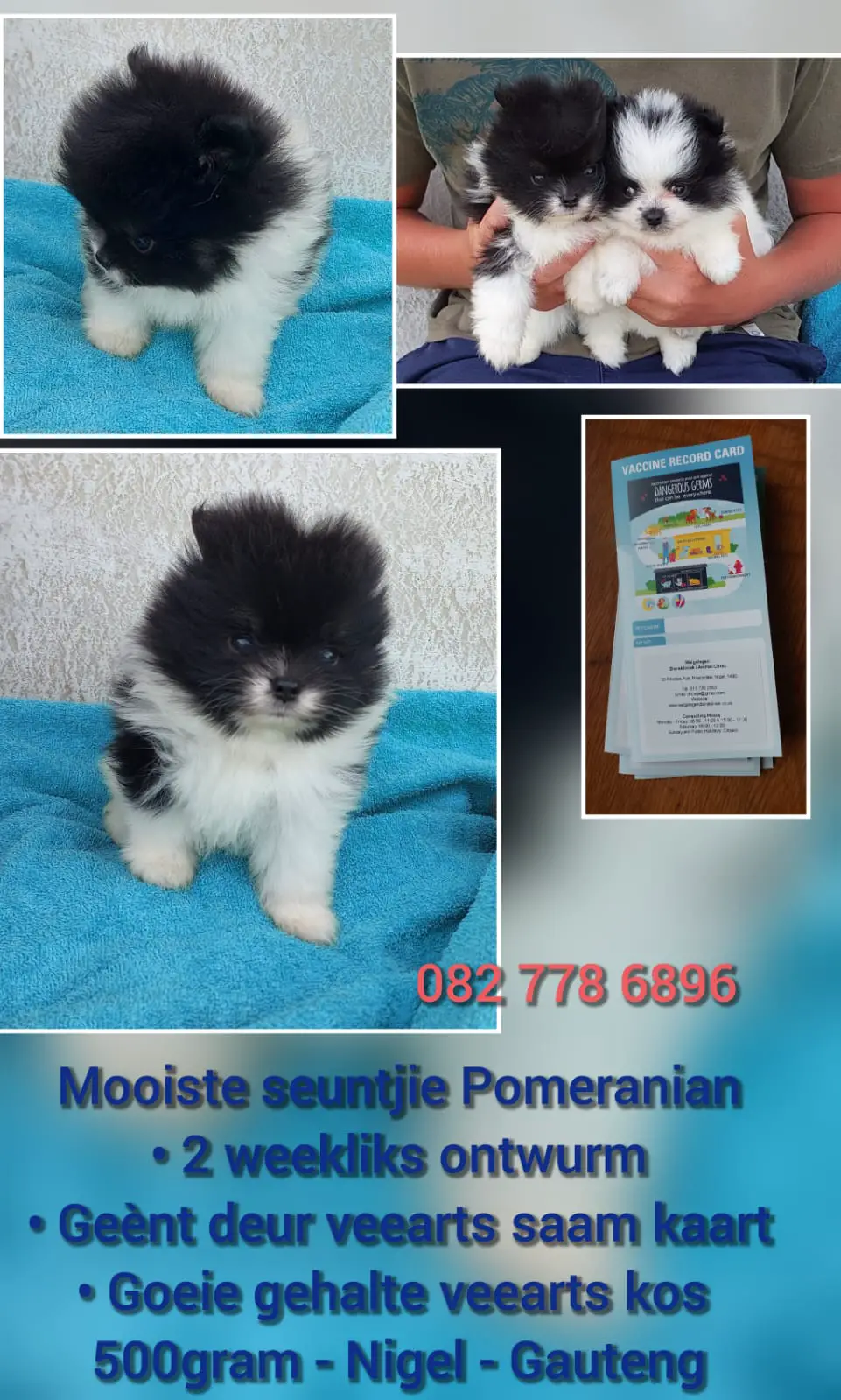Toy Pom Puppies in East Rand (20/01/2024)