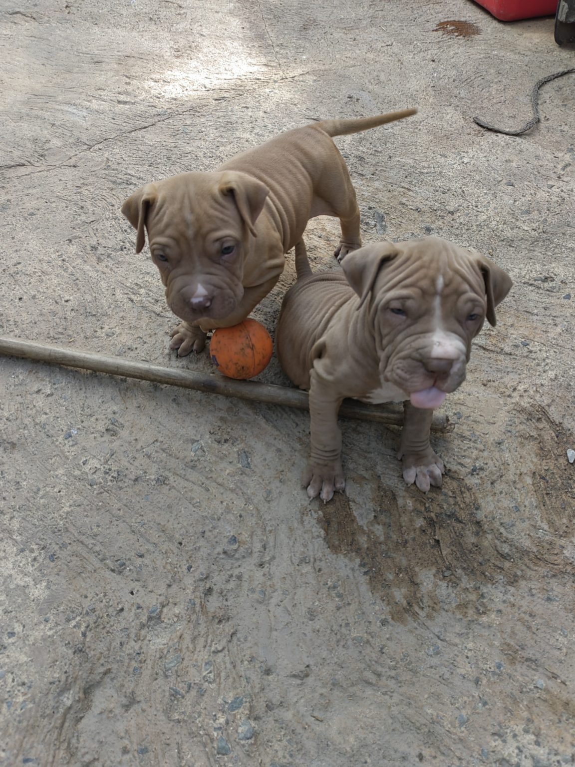 Pitbull Puppies In Johannesburg 04 01 2024   IMG 20240102 164607 Resized 20240102 060047078 1152x1536 