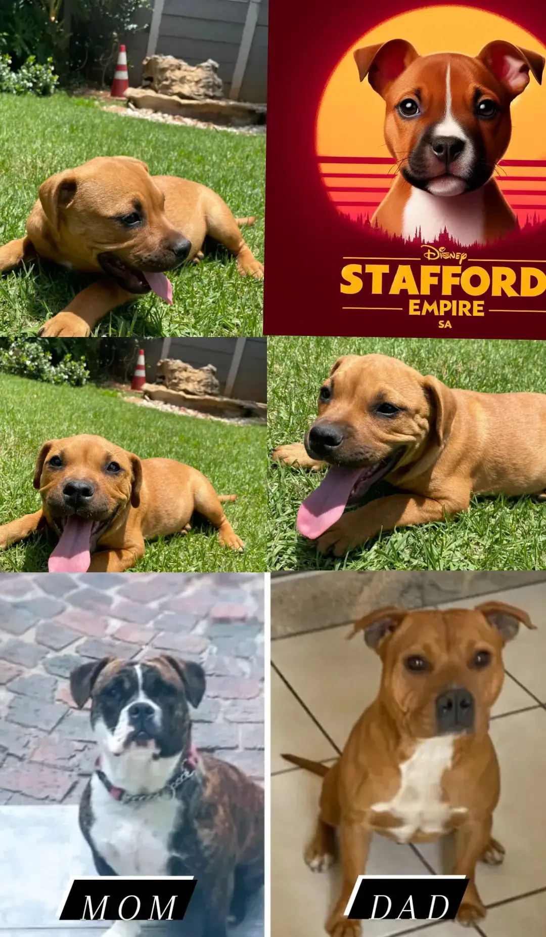 Staffie Puppies in Johannesburg (06/01/2024)
