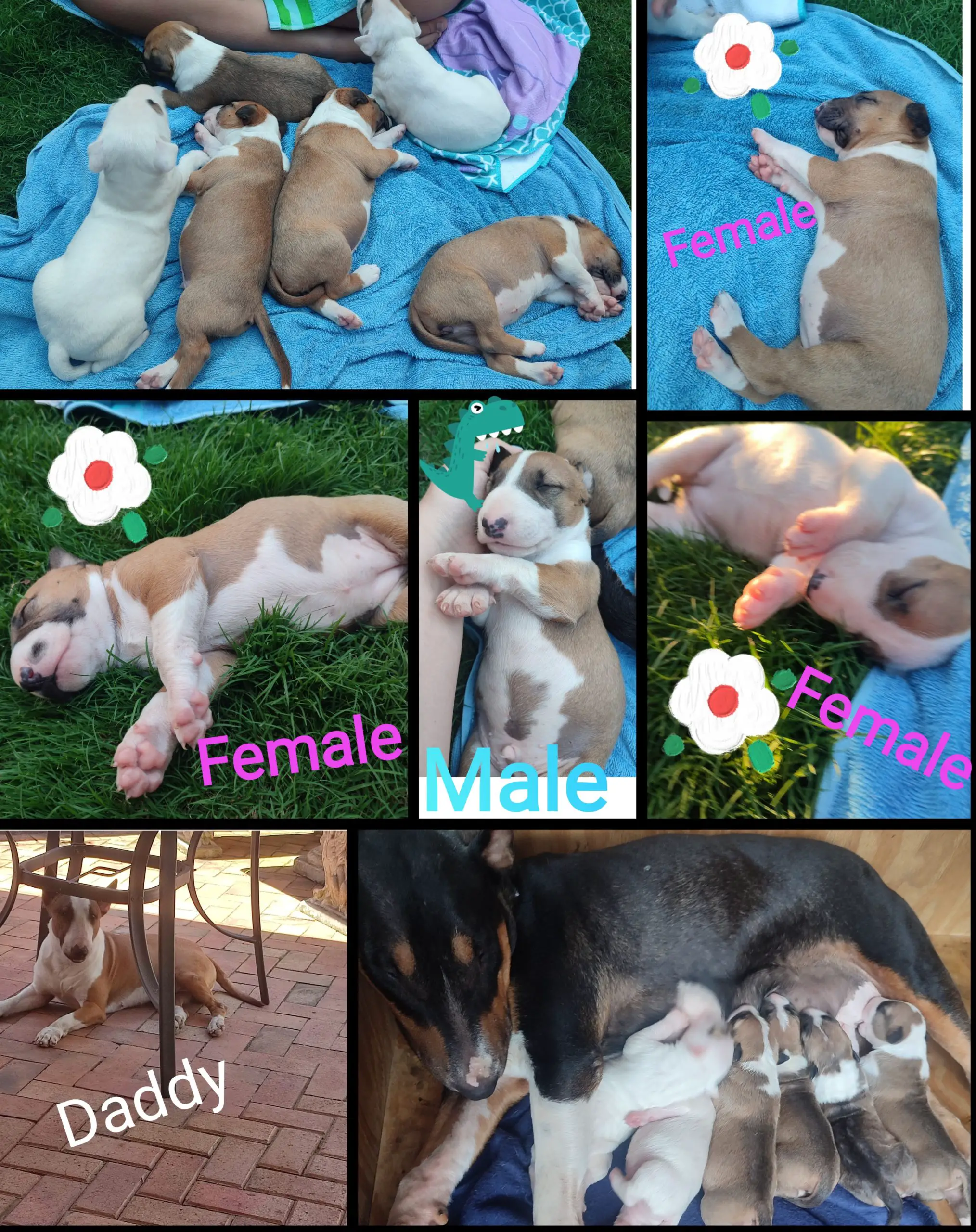 Bull Terrier Puppies in Kwazulu Natal (28/01/2024)